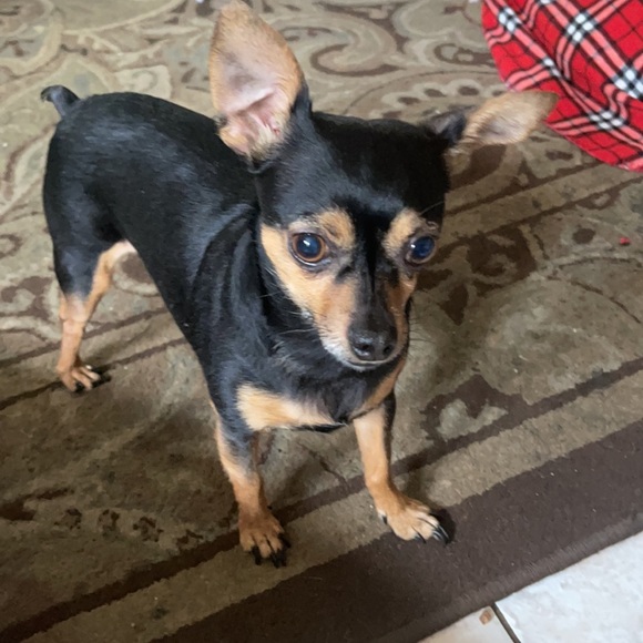 Meet your Posher, Michelle - Picture 5 of 6